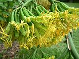Agave americana flower